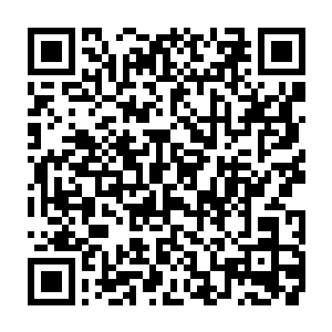 一盆粗壮的劲松盆景用它枢密有致的结构被扇形的花窗截成了一幅绝妙的扇面二维码生成