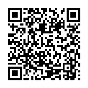 树林中的飞鸟仿佛看到什么可怕的东西全部展翅飞走二维码生成