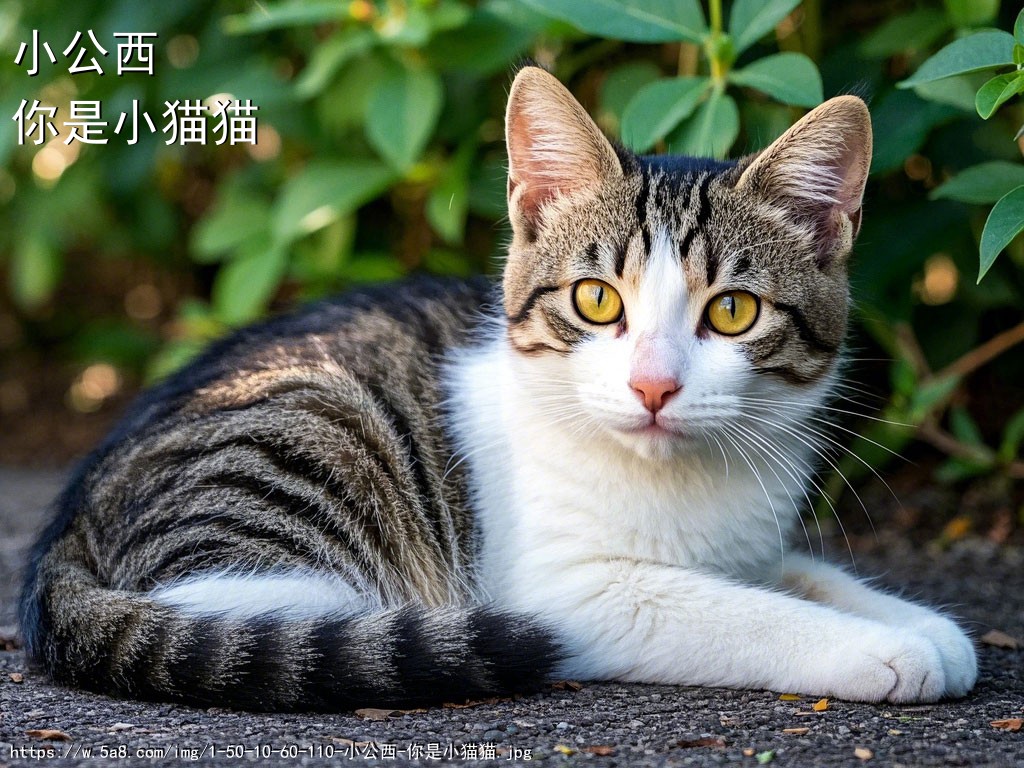 小公西你是小猫猫搞笑图片