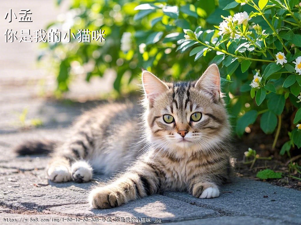 小孟你是我的小猫咪搞笑图片