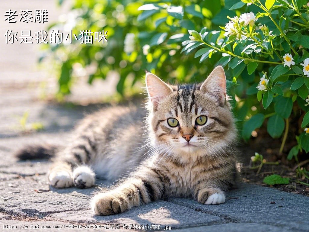 老漆雕你是我的小猫咪搞笑图片