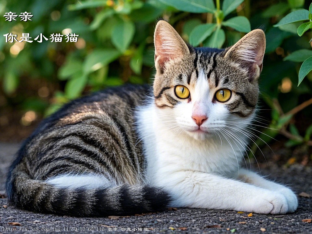 亲亲你是小猫猫搞笑图片