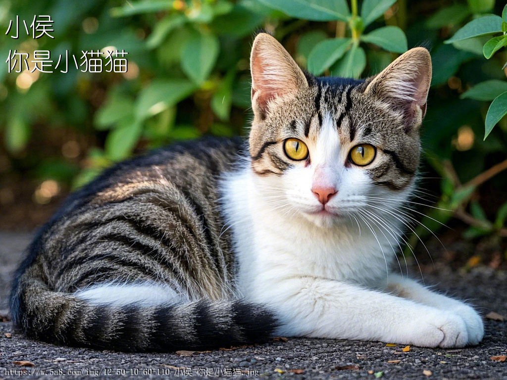 小侯你是小猫猫搞笑图片