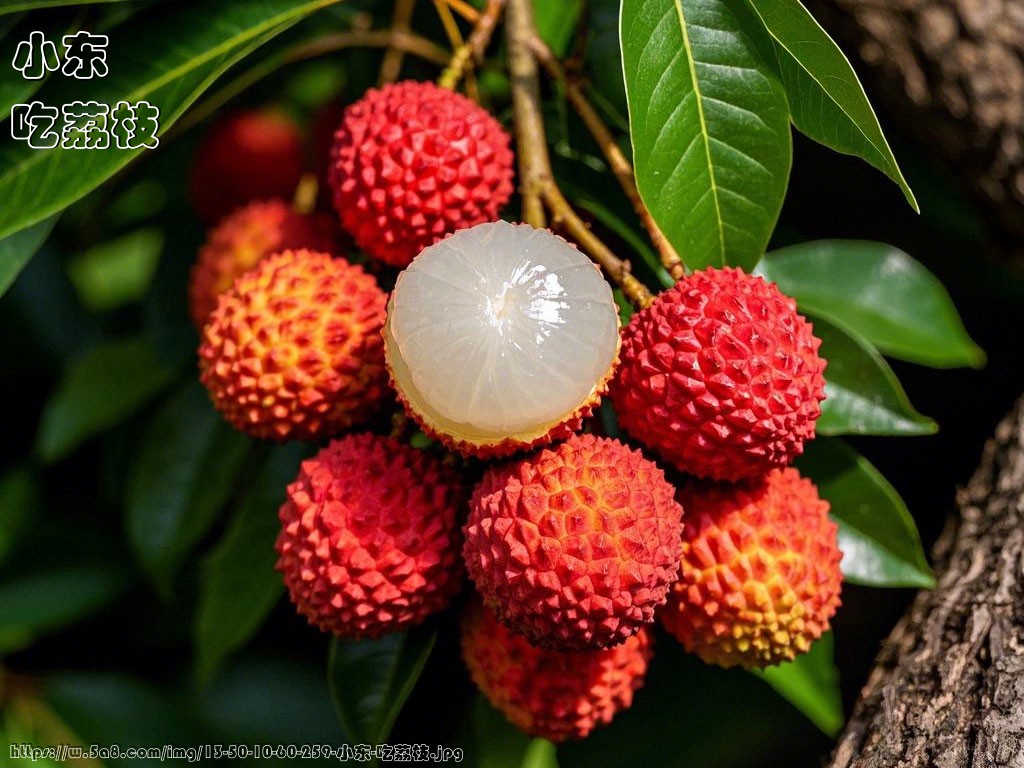 小东吃荔枝搞笑图片