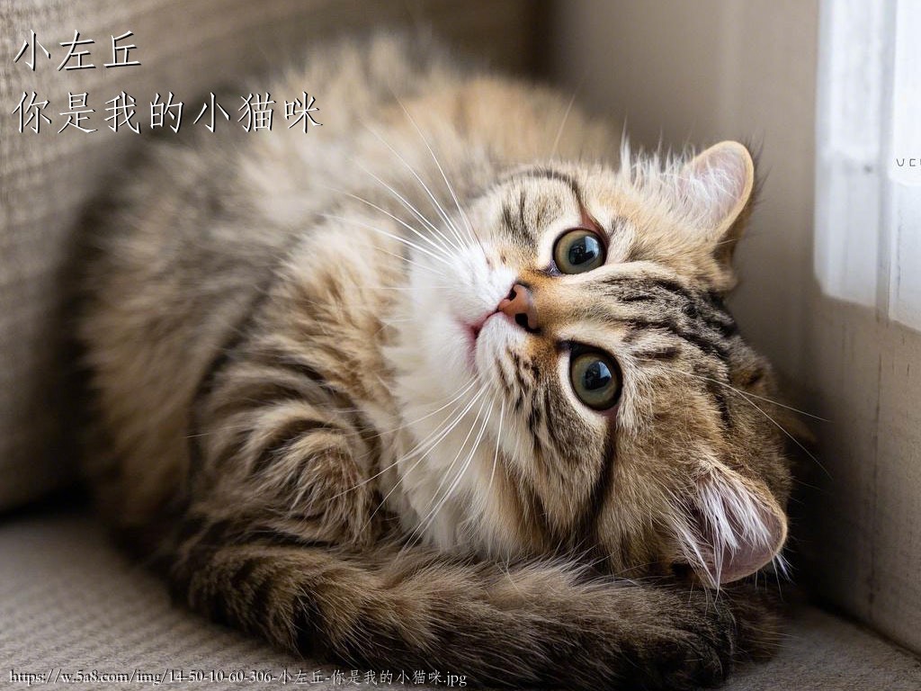 小左丘你是我的小猫咪搞笑图片