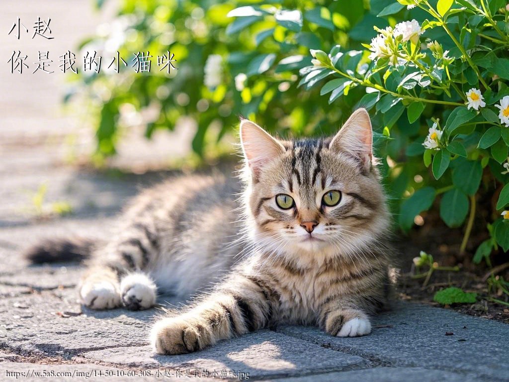 小赵你是我的小猫咪搞笑图片