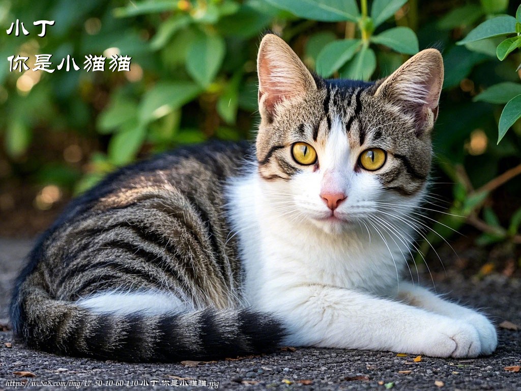 小丁你是小猫猫搞笑图片