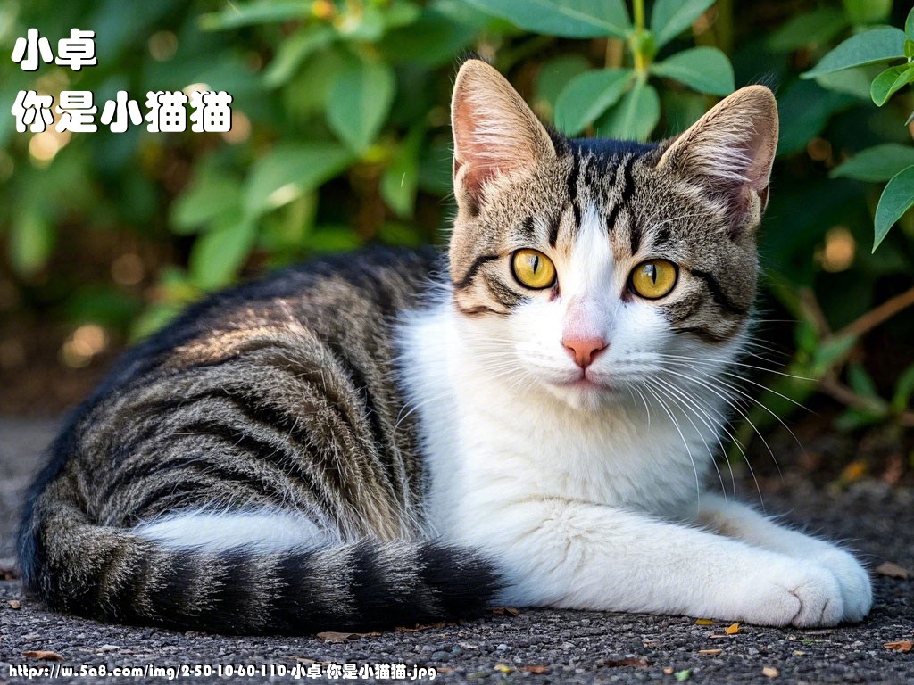 小卓你是小猫猫搞笑图片