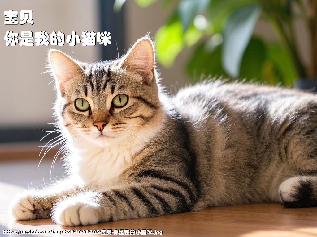 宝贝你是我的小猫咪搞笑图片