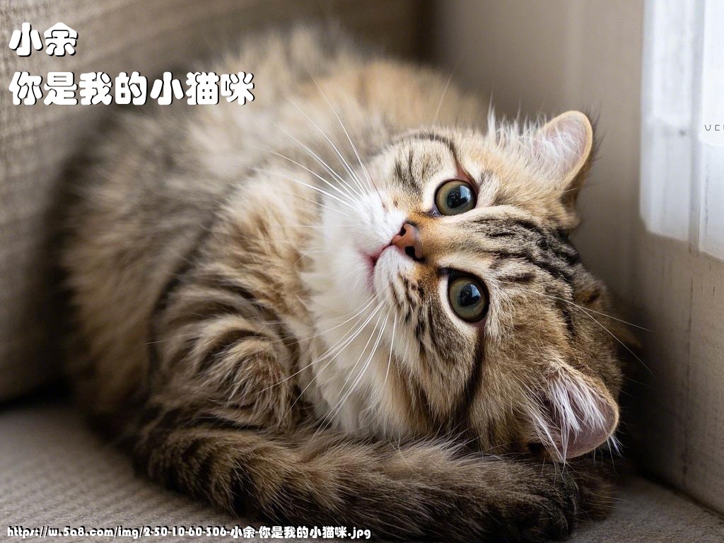 小余你是我的小猫咪搞笑图片