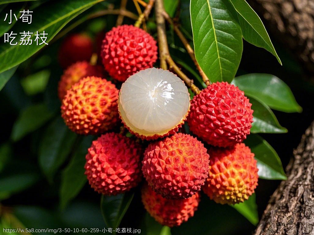 小荀吃荔枝搞笑图片