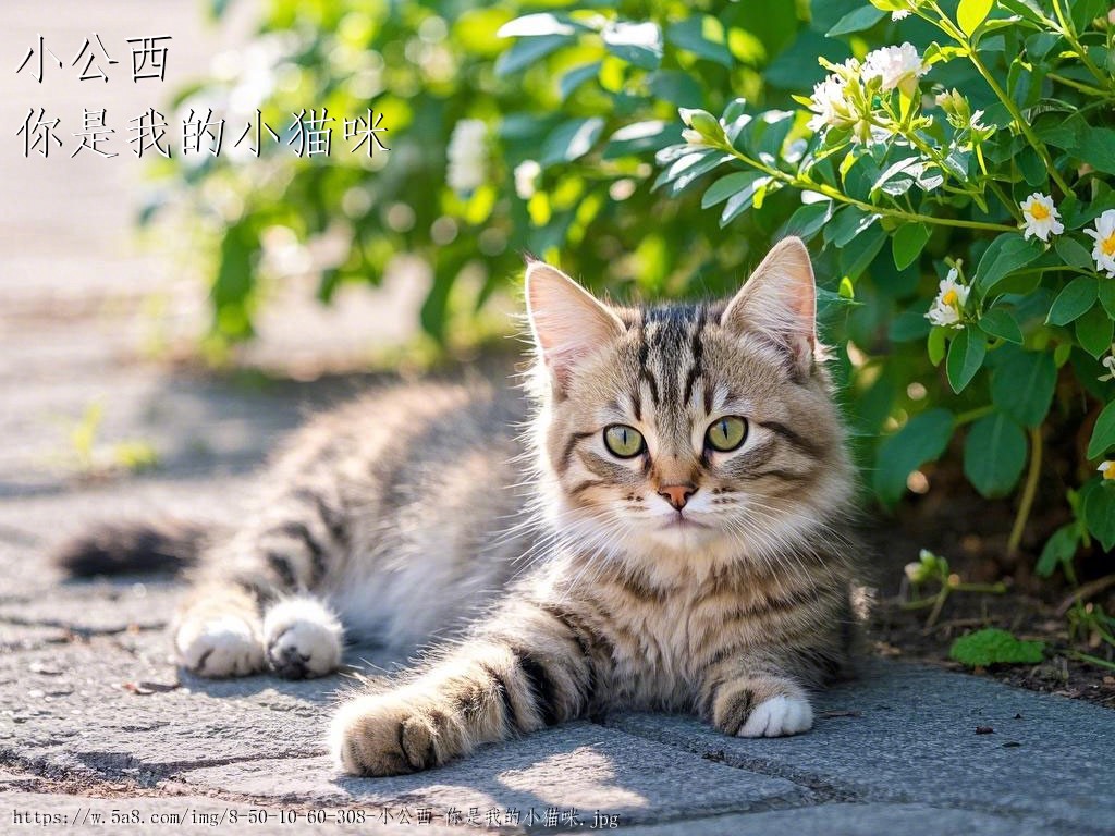 小公西你是我的小猫咪搞笑图片