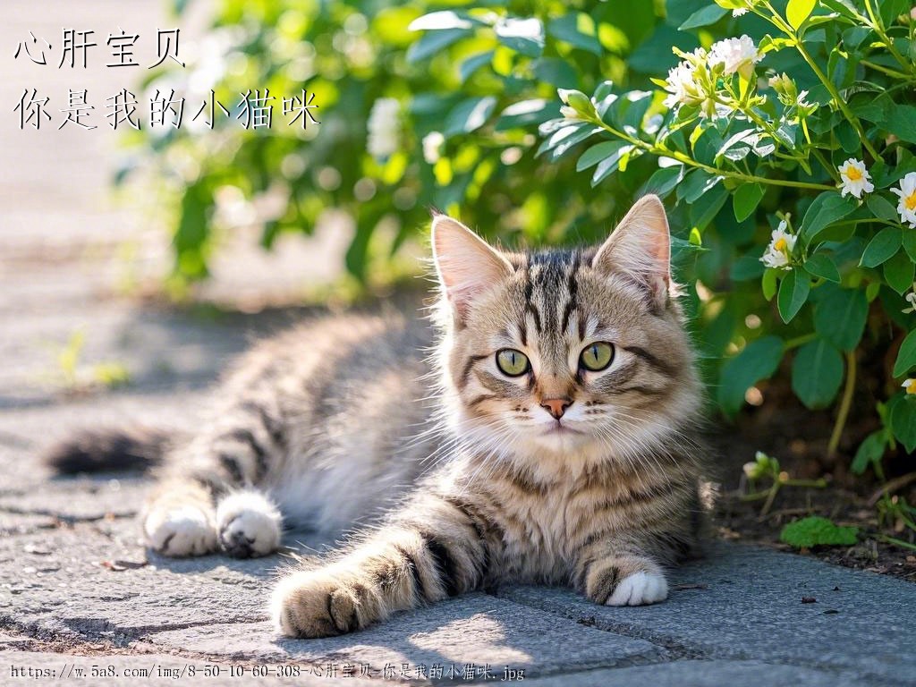 心肝宝贝你是我的小猫咪搞笑图片