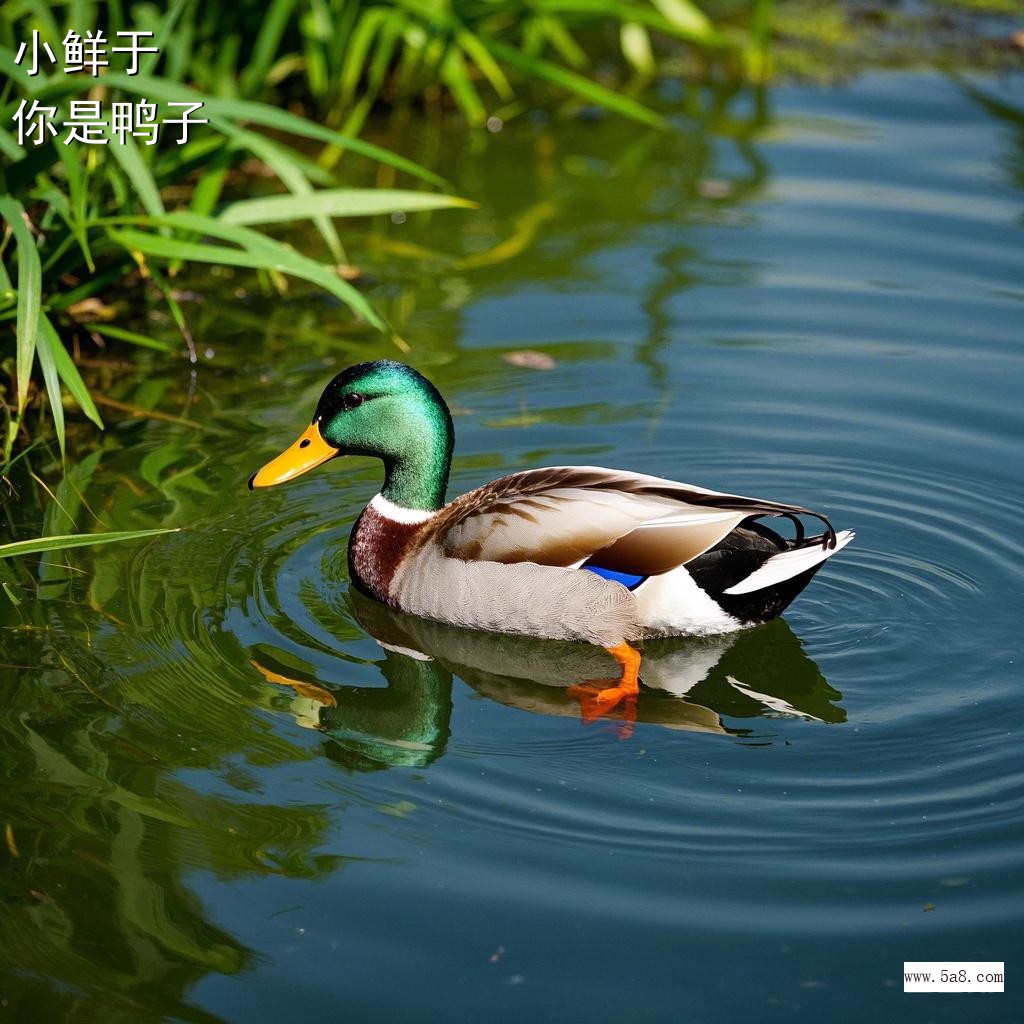 你是鸭子小鲜于搞笑图片