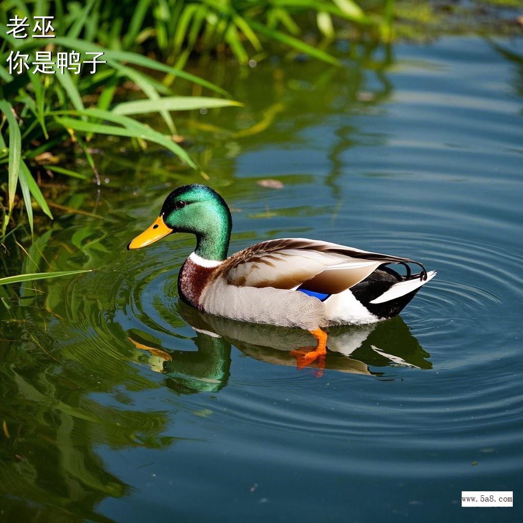 你是鸭子老巫搞笑图片