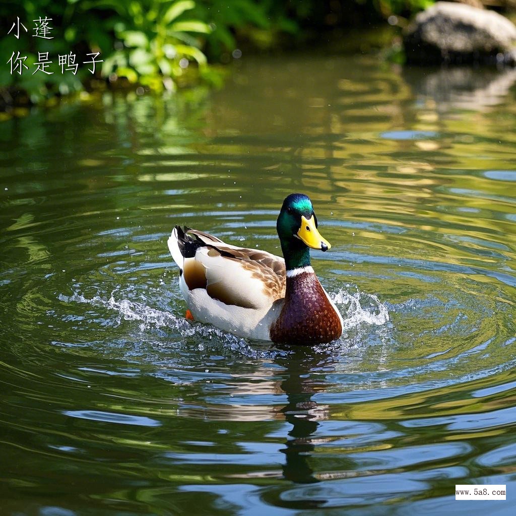 你是鸭子小蓬搞笑图片