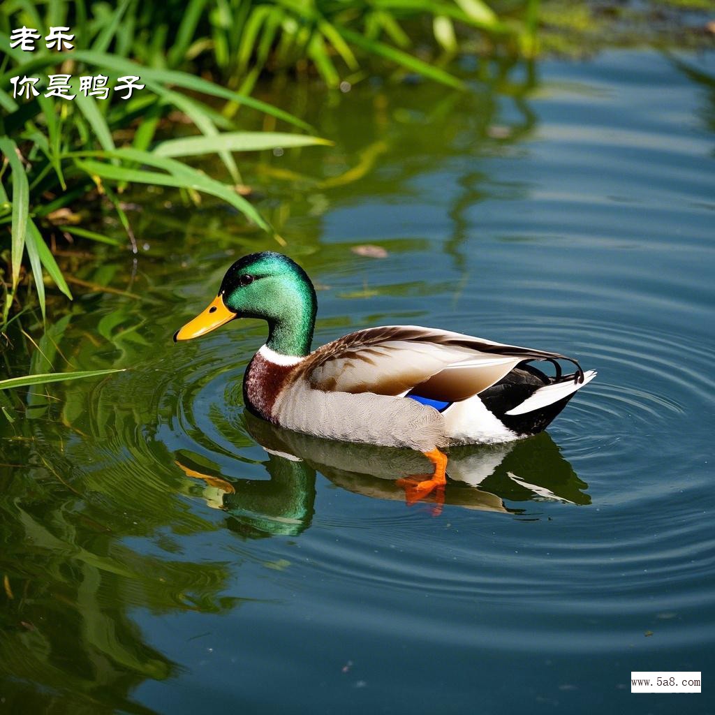 你是鸭子老乐搞笑图片