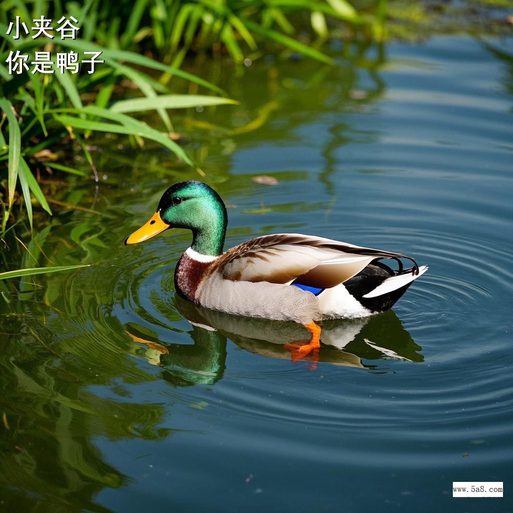 你是鸭子小夹谷搞笑图片