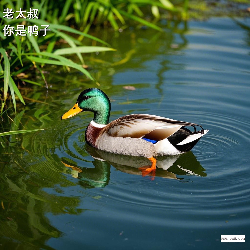 你是鸭子老太叔搞笑图片