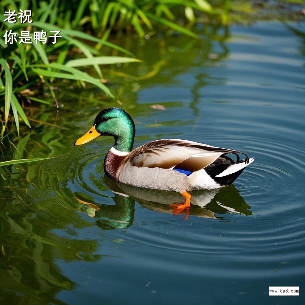 你是鸭子老祝搞笑图片